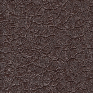 Крокодил коричневый Крокодил коричневый